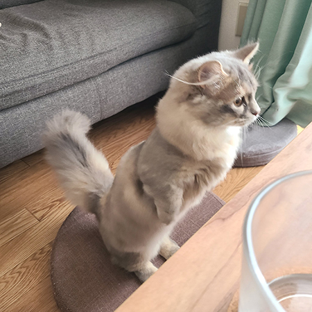 テーブルの近くで立つナズナちゃん