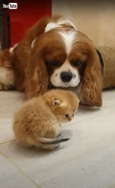 子猫をかわいがるワンちゃん