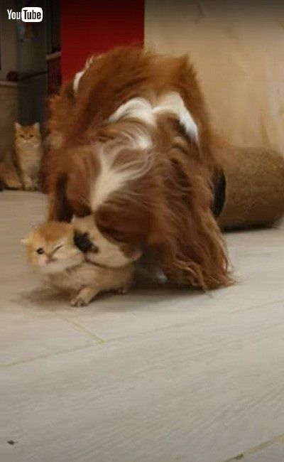 子猫をかわいがるワンちゃん