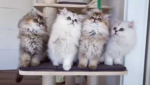 ブリティッシュロングヘア ブリティッシュショートヘア 猫 Golden Moonglade