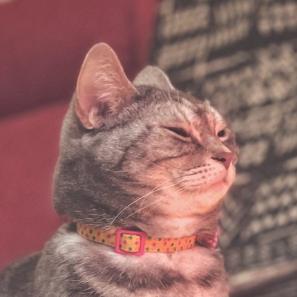 ストーブの前のネコちゃん