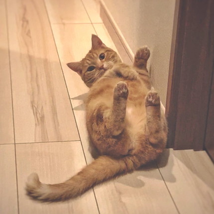 茶トラネコちゃん