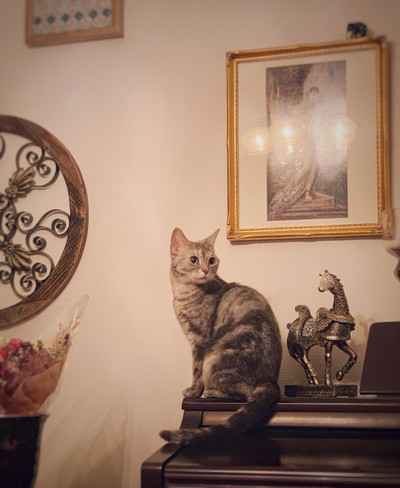 サバトラネコちゃん