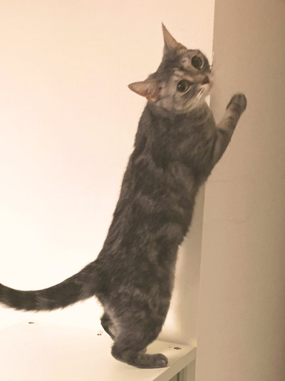 サバトラネコちゃん