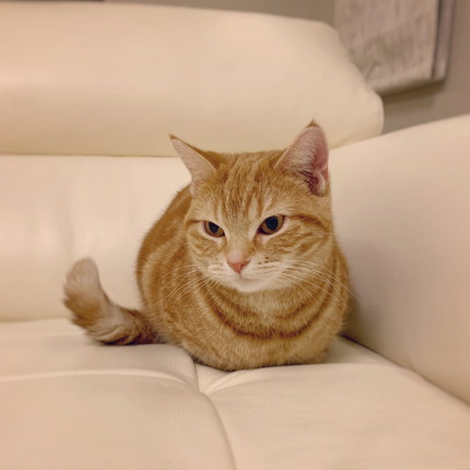 茶トラネコちゃん