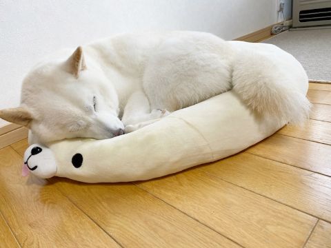 shiroshibakinako