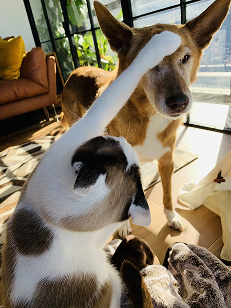 理不尽ねこぱんち