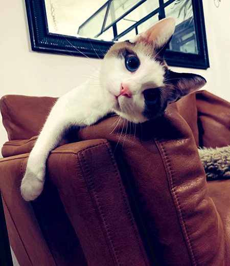 世界を滅ぼす系猫