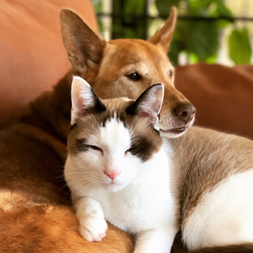 白州さんにあごのせする宮田さん