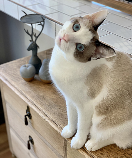 首をかしげる犯猫