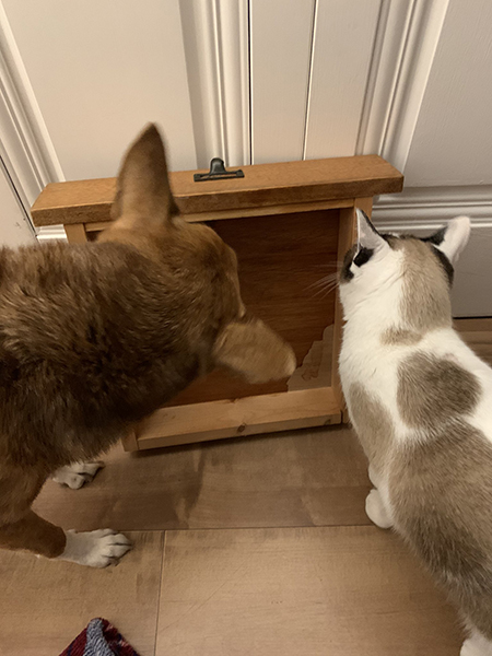 引き出しを見るわんこにゃんこ