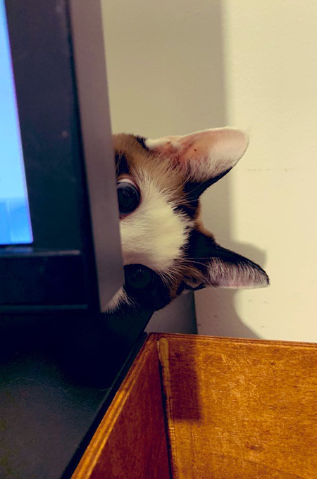 パソコンから顔を出す犯猫