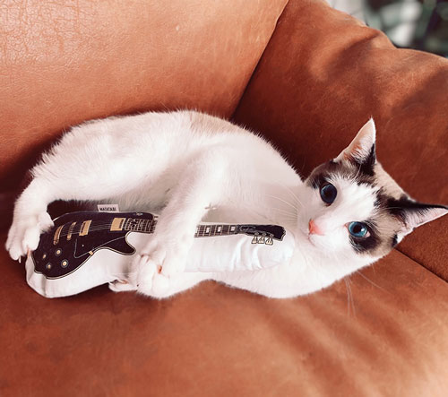 ギターのおもちゃを持つ犯猫