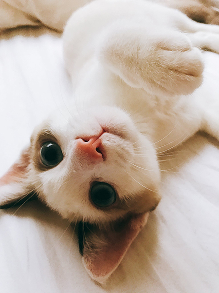 犯猫ちゃん仰向け顔アップ