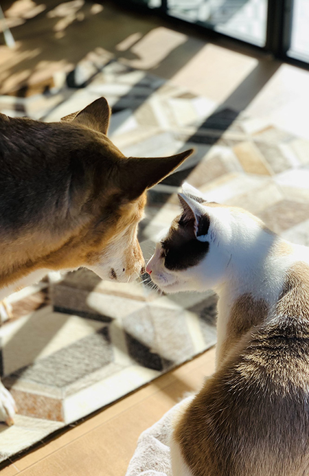 仲良し鼻ちゅー