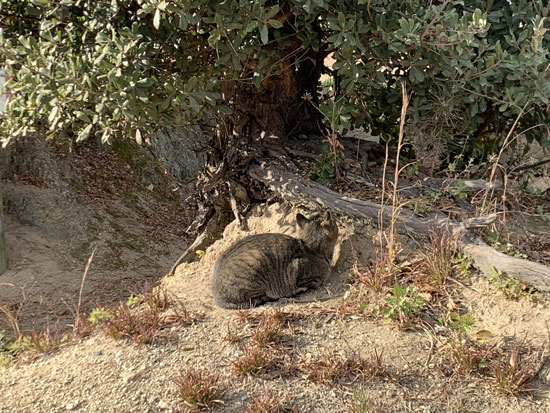 そっぽを向く犯にゃん
