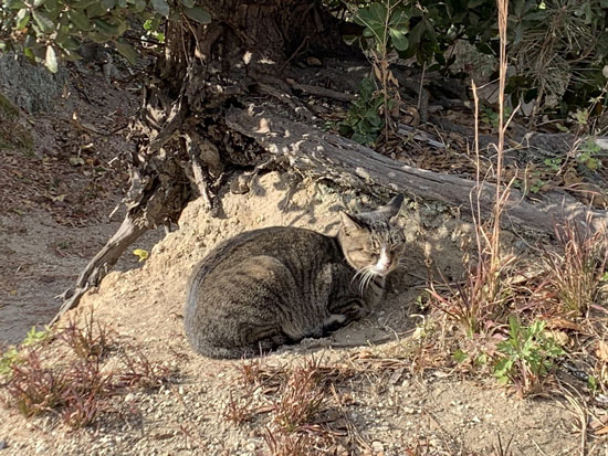 こっちを見た犯にゃん