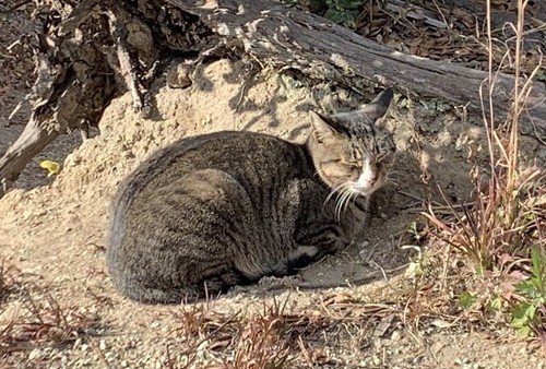 こっちを見た犯にゃん