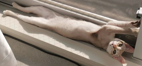 くつろぎルルちゃん