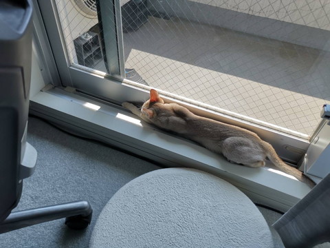 くつろぎルルちゃん