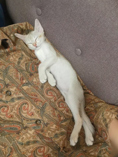 くつろぎルルちゃん