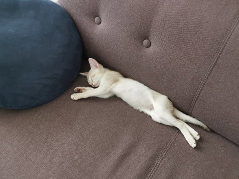 くつろぎルルちゃん