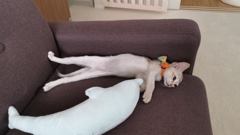 くつろぎルルちゃん