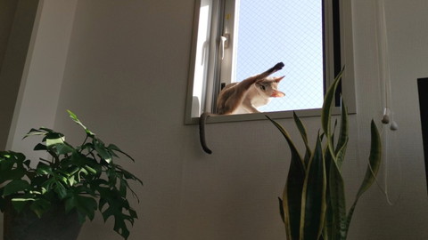 くつろぎルルちゃん