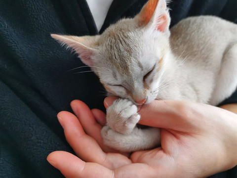 くつろぎルルちゃん