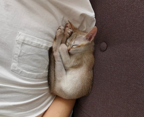 くつろぎルルちゃん