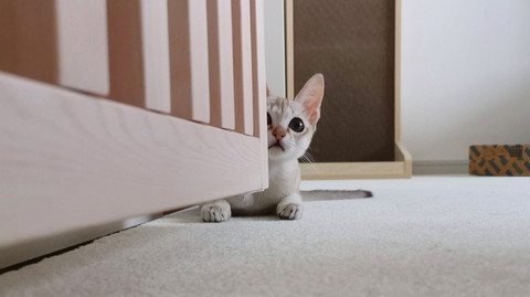 くつろぎルルちゃん