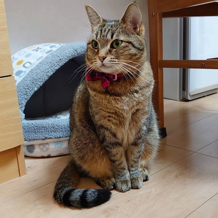 ネコちゃんたち