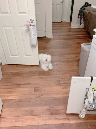 プンバくんのアンテナ