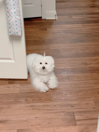 プンバくんのアンテナ