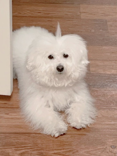 プンバくんのアンテナ