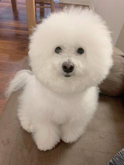 いろんなプンバくん