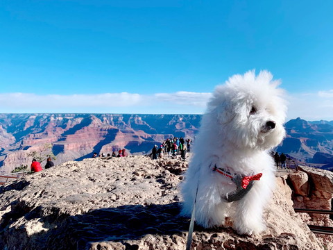 いろんなプンバくん