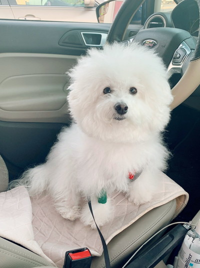 いろんなプンバくん