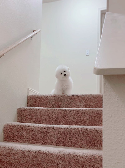 いろんなプンバくん