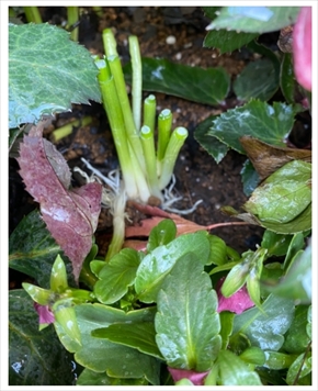 堀ちえみ 花壇 野鳥 いたずら カラス 小鳥 ブログ