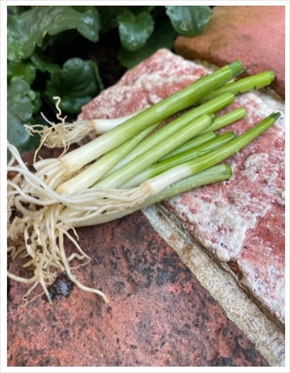 堀ちえみ 花壇 野鳥 いたずら カラス 小鳥 ブログ