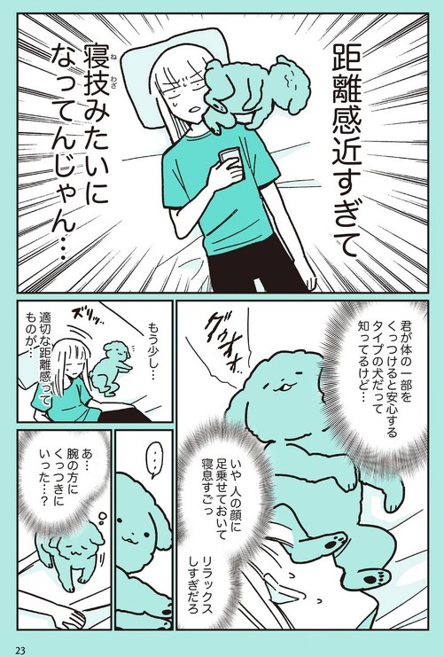 うちのトイプーがアイドルすぎる