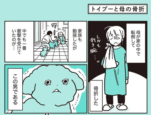 うちのトイプーがアイドルすぎる