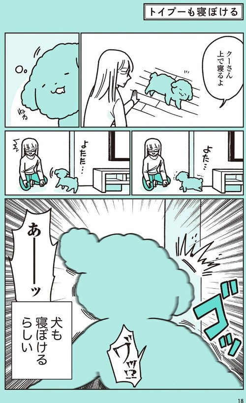 うちのトイプーがアイドルすぎる