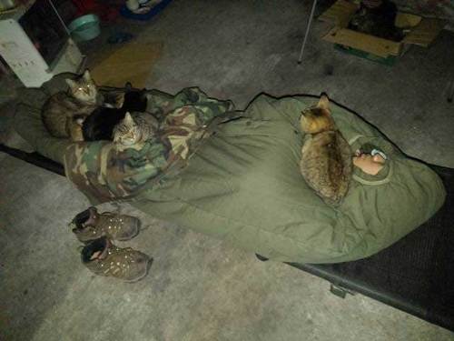 ガレージで寝る猫