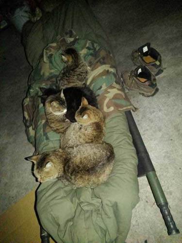 ガレージ 寝た結果 野良 猫 集まる 暖を取る 寝袋