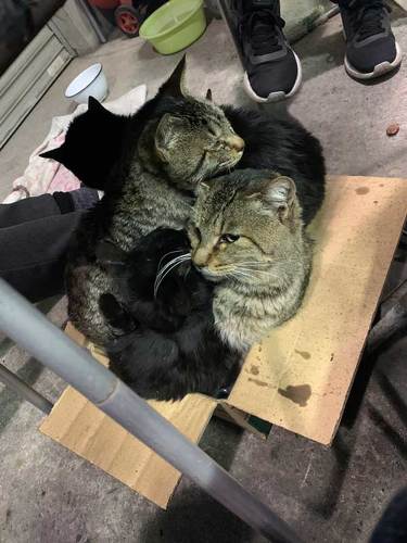 ガレージ 寝た結果 野良 猫 集まる 暖を取る 寝袋