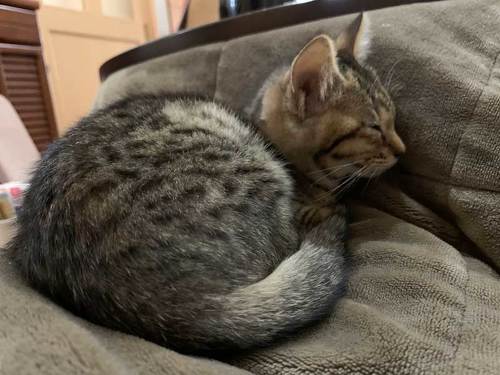 ガレージ 寝た結果 野良 猫 集まる 暖を取る 寝袋