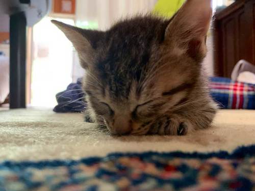 ガレージ 寝た結果 野良 猫 集まる 暖を取る 寝袋