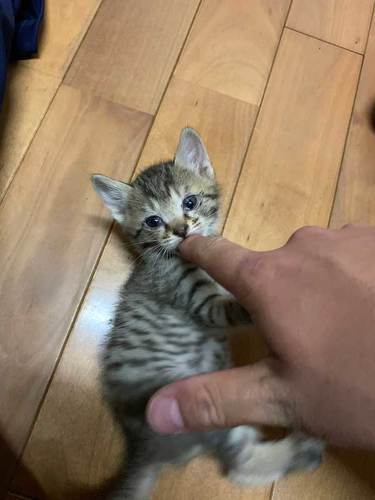 ガレージ 寝た結果 野良 猫 集まる 暖を取る 寝袋